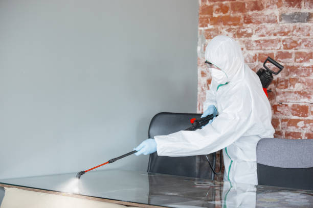 Best Basement Mold Removal  in Converse, TX