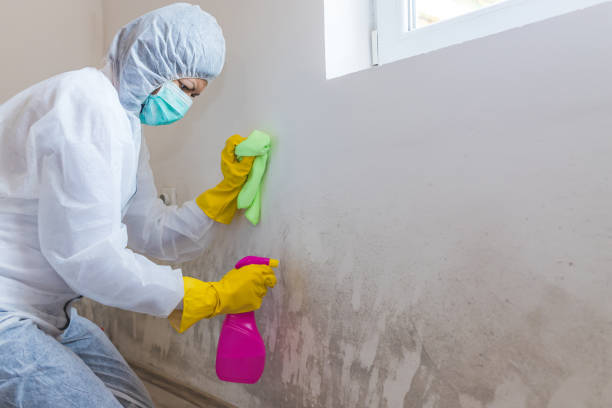 Best Mold Documentation for Insurance Claims  in Converse, TX