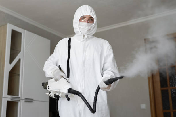 Why You Should Choose Our Mold Remediation Services in Converse, TX